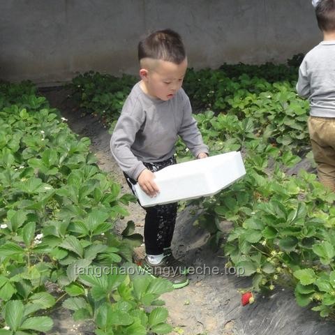 “全球第一超市的天价草莓：趋势背后的洞察与未来预测”